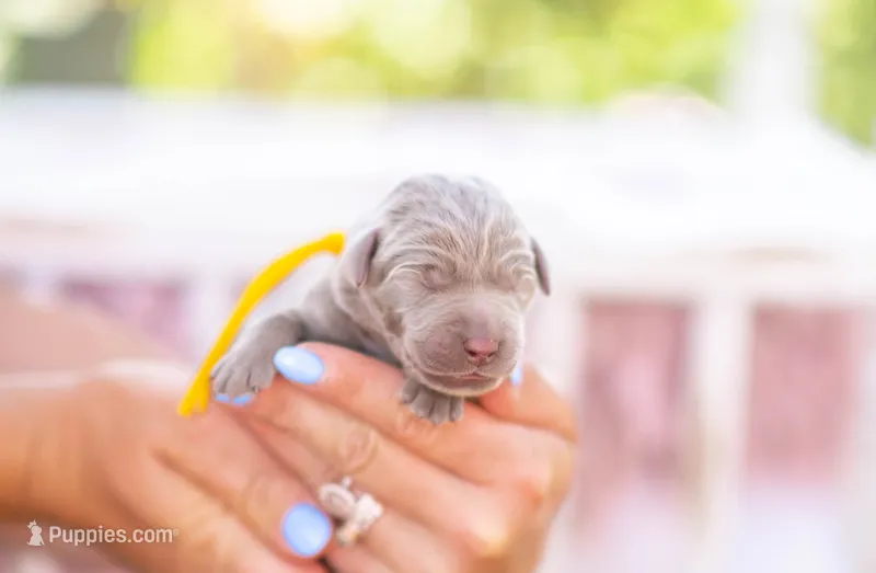 AKC Yellow  – Labrador Retriever puppy for sale in Knox City, MO