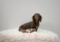 AKC Winston , a male Miniature Dachshund for sale in Knox City, MO – Photo 3 of 3