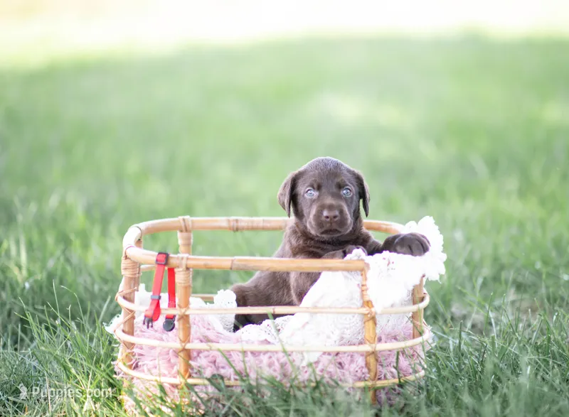 Red AKC 2 – Labrador Retriever puppy for sale in Knox City, MO