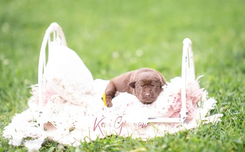 AKC yellow  – Labrador Retriever puppy for sale in Knox City, MO