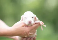 Opal AKC , a female Miniature Dachshund for sale in Knox City, MO – 2 of 6
