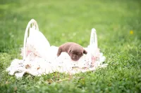 AKC no collar , a male Labrador Retriever for sale in Knox City, MO – 2 of 6