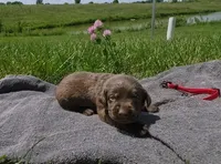 Red AKC, a male Labrador Retriever for sale in Knox City, MO – 2 of 2
