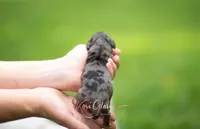 Jensen, a male Miniature Dachshund for sale in Knox City, MO – 2 of 4