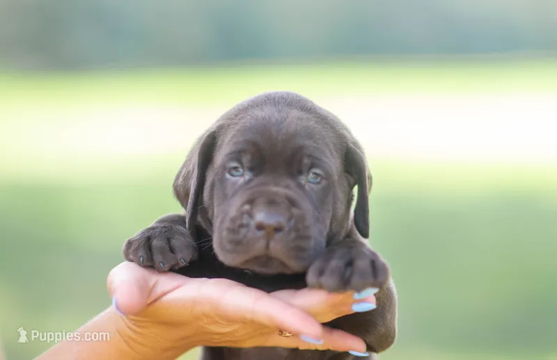 AKC Orange  – Labrador Retriever puppy for sale in Knox City, MO
