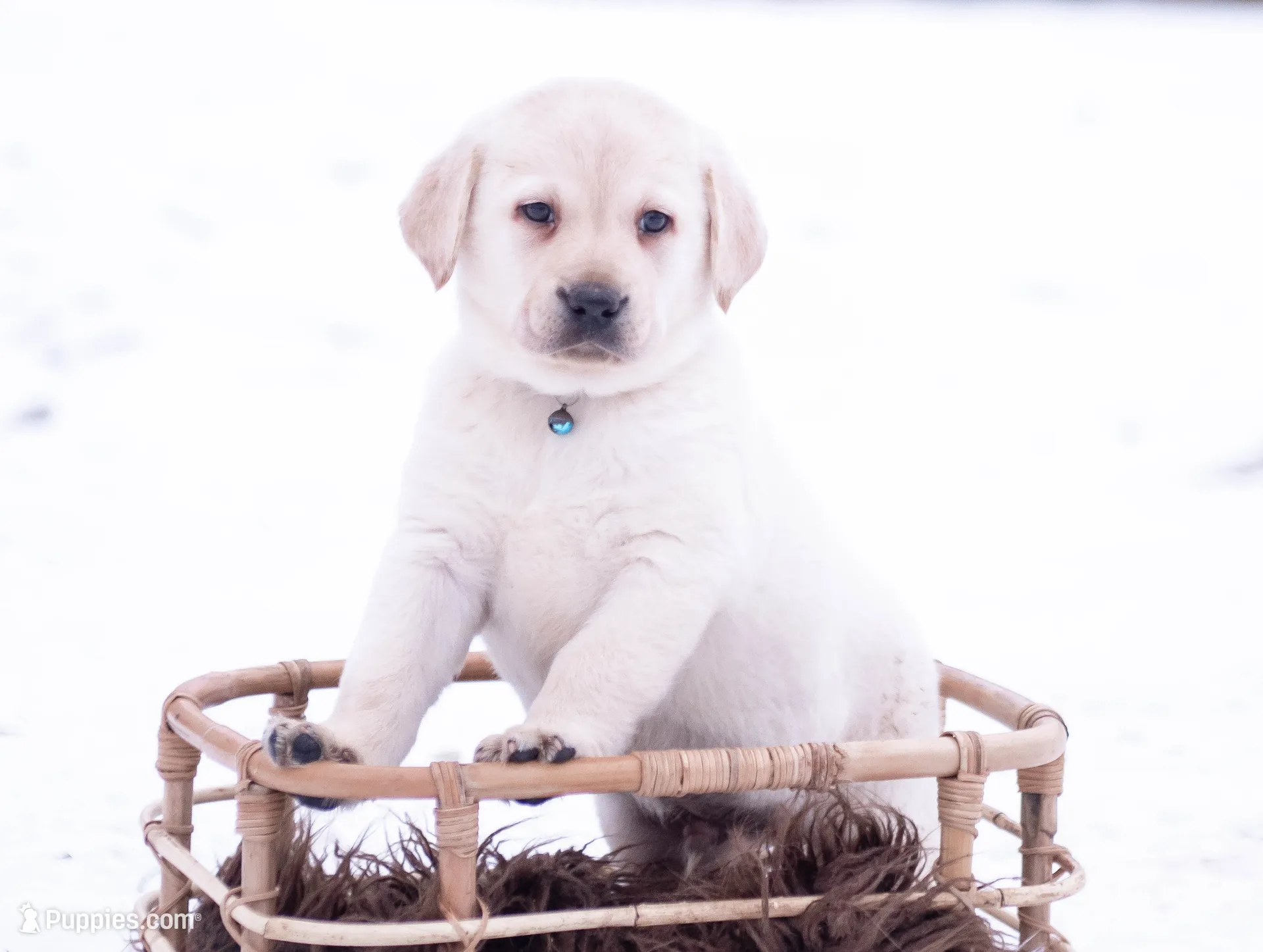 READY Winston CH bloodline