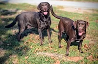 AKC Red, a male Labrador Retriever for sale in Knox City, MO – 4 of 6