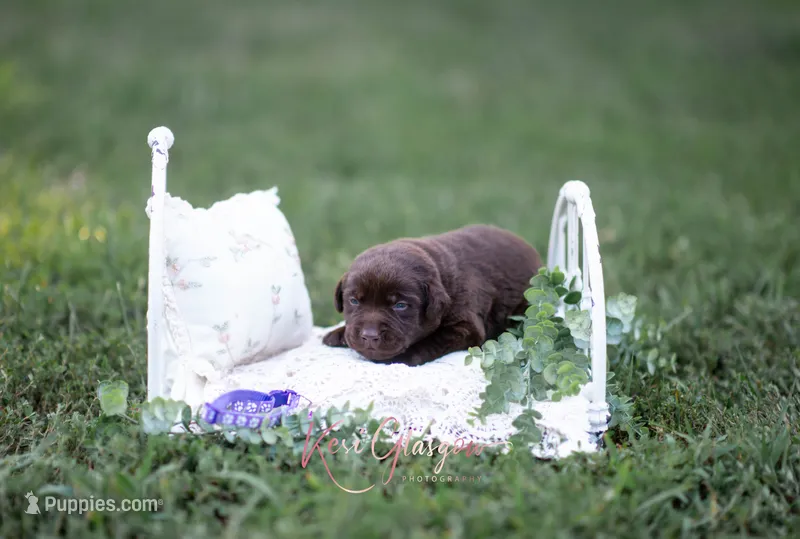 Akc purple  – Labrador Retriever puppy for sale in Knox City, MO