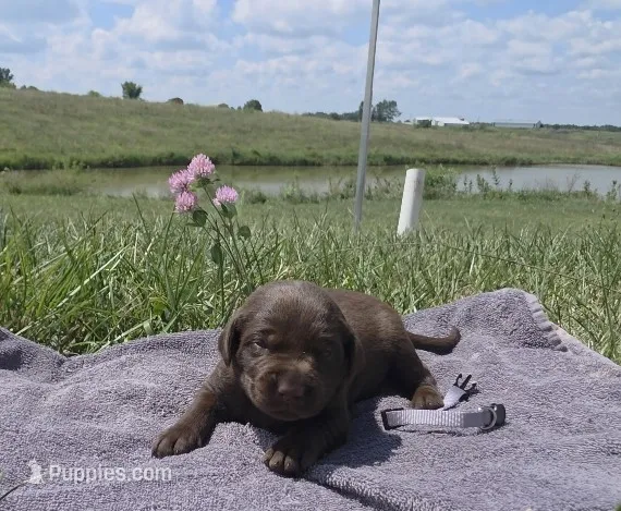 Grey AKC – Labrador Retriever puppy for sale in Knox City, MO