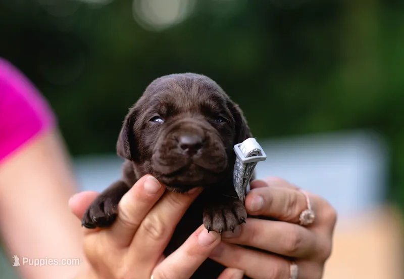 AKC Grey – Labrador Retriever puppy for sale in Knox City, MO