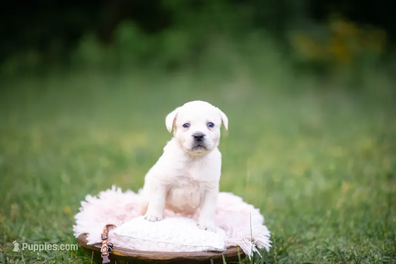 AKC-2ND PICK MALE – Labrador Retriever puppy for sale in Knox City, MO