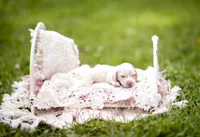 Opal AKC , a female Miniature Dachshund for sale in Knox City, MO – 3 of 6
