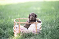 Grey AKC 2, a female Labrador Retriever for sale in Knox City, MO – 2 of 2