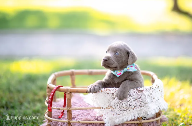 AKC Red – Labrador Retriever puppy for sale in Knox City, MO