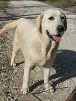 Tator AKC, a male Labrador Retriever for sale in Knox City, MO – 4 of 4