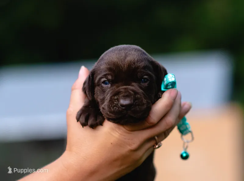 AKC Teal  – Labrador Retriever puppy for sale in Knox City, MO