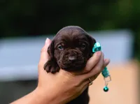 AKC Teal , a male Labrador Retriever for sale in Knox City, MO – 1 of 6