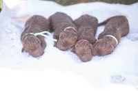 Akc light pink, a female Labrador Retriever for sale in Knox City, MO – 3 of 3