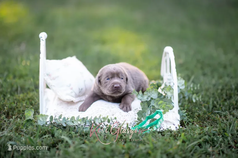 AKC light green – Labrador Retriever puppy for sale in Knox City, MO