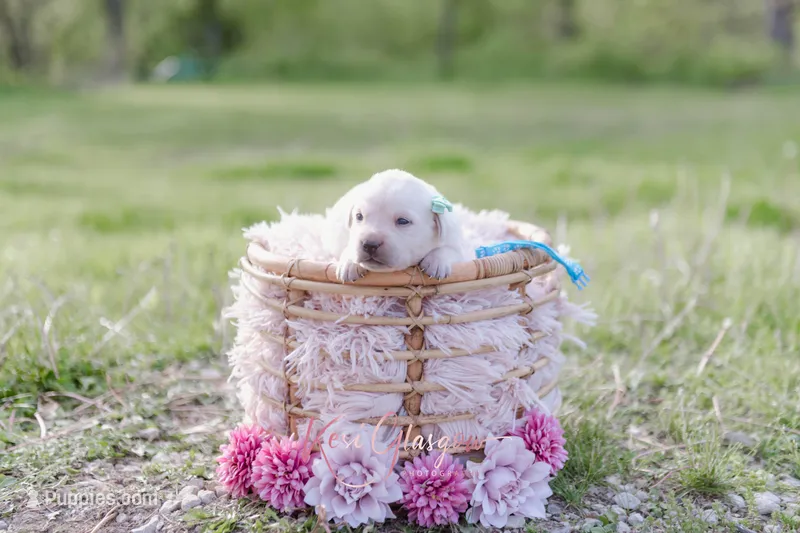 AKC-3RD PICK FEMALE – Labrador Retriever puppy for sale in Knox City, MO