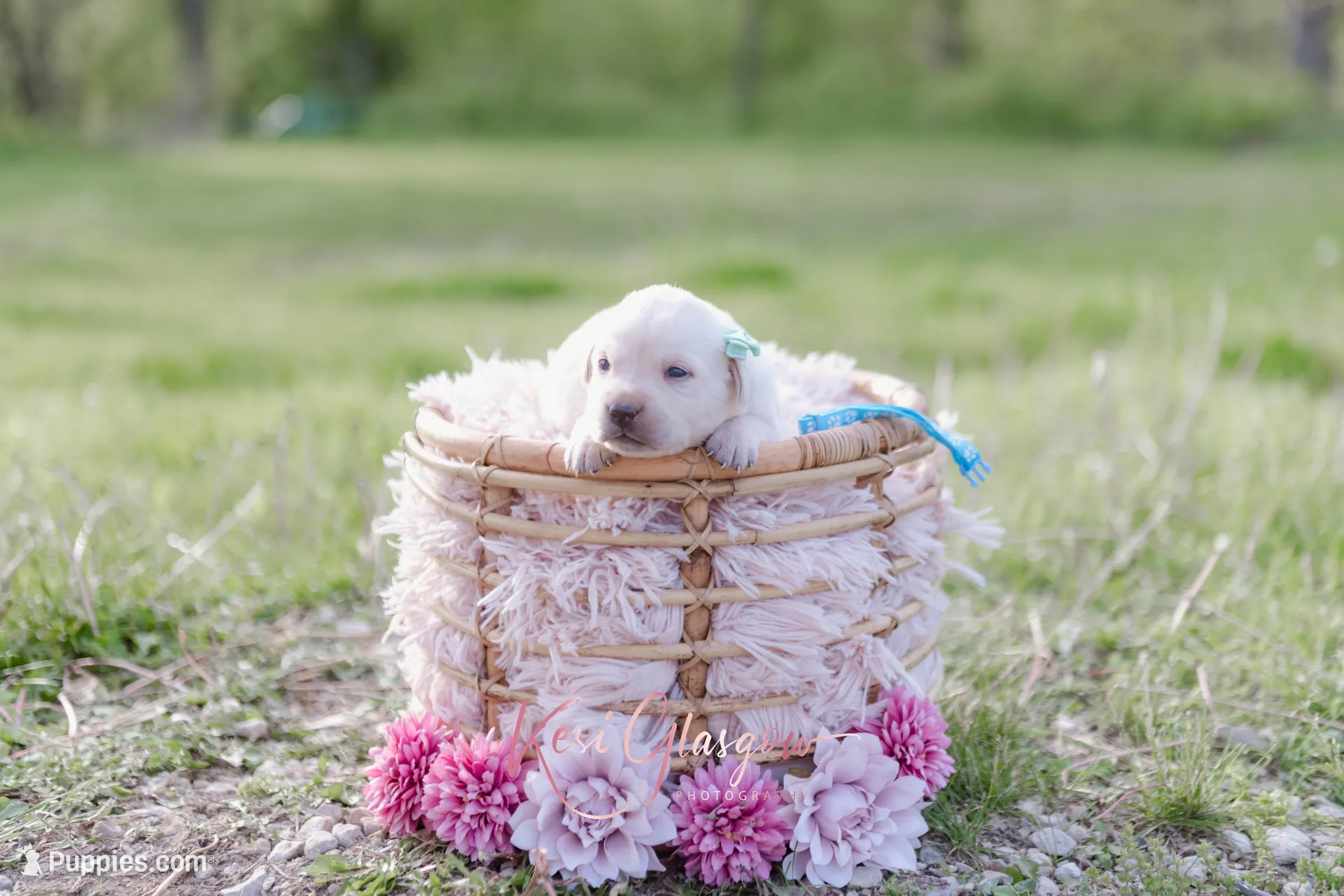 AKC-3RD PICK FEMALE, a female Labrador Retriever for sale in Knox City, MO – 1 of 8