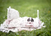 AKC Teddy PRA clear. Dapple carrier, a male Miniature Dachshund for sale in Knox City, MO – 4 of 7