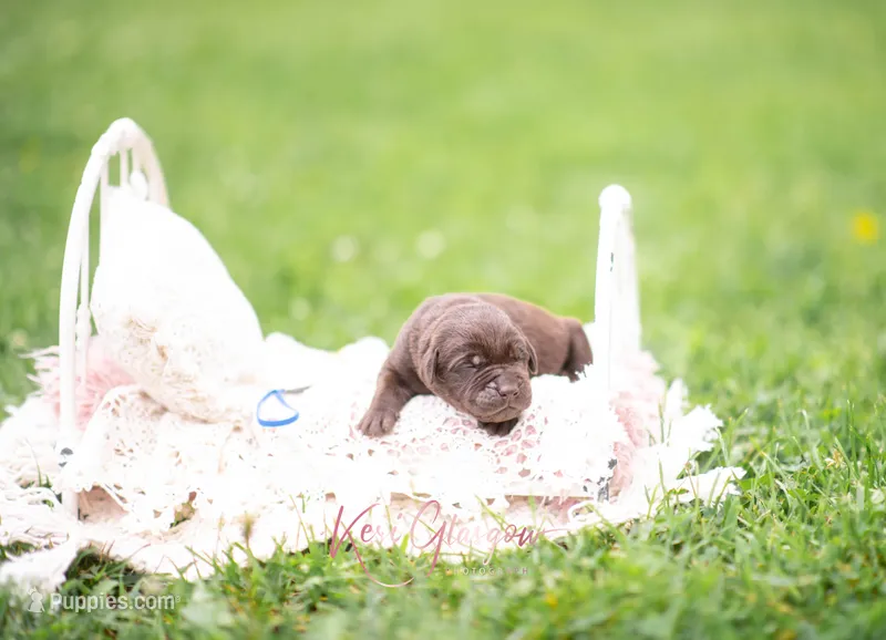 Akc Blue – Labrador Retriever puppy for sale in Knox City, MO