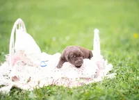 Akc Blue, a male Labrador Retriever for sale in Knox City, MO – 1 of 6