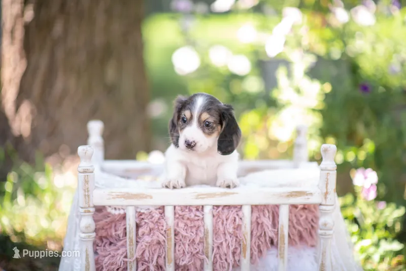 AKC Teddy PRA clear. Dapple carrier – Miniature Dachshund puppy for sale in Knox City, MO