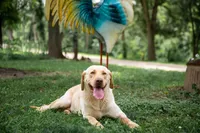 Theo AKC, a male Labrador Retriever for sale in Knox City, MO – 2 of 4