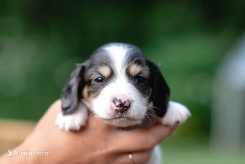 AKC Teddy PRA clear. Dapple carrier – Miniature Dachshund puppy for sale in Knox City, MO