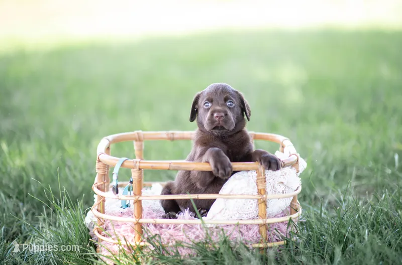 Akc blue 2 – Labrador Retriever puppy for sale in Knox City, MO