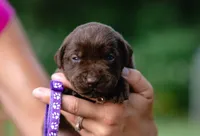 AKC Purple , a female Labrador Retriever for sale in Knox City, MO – 3 of 7