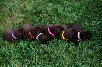 AKC Purple , a female Labrador Retriever for sale in Knox City, MO – 7 of 7