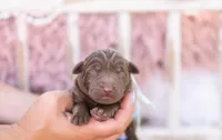 Akc teal, a male Labrador Retriever for sale in Knox City, MO – 2 of 4