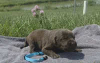 Teal AKC, a female Labrador Retriever for sale in Knox City, MO – 2 of 2