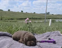 Purple AKC, a female Labrador Retriever for sale in Knox City, MO – 2 of 2