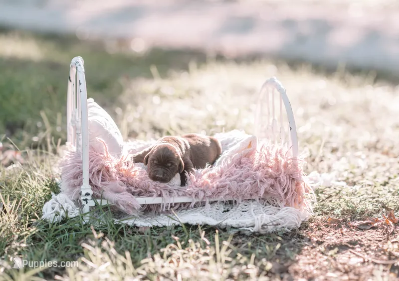 AKC Male – Labrador Retriever puppy for sale in Knox City, MO