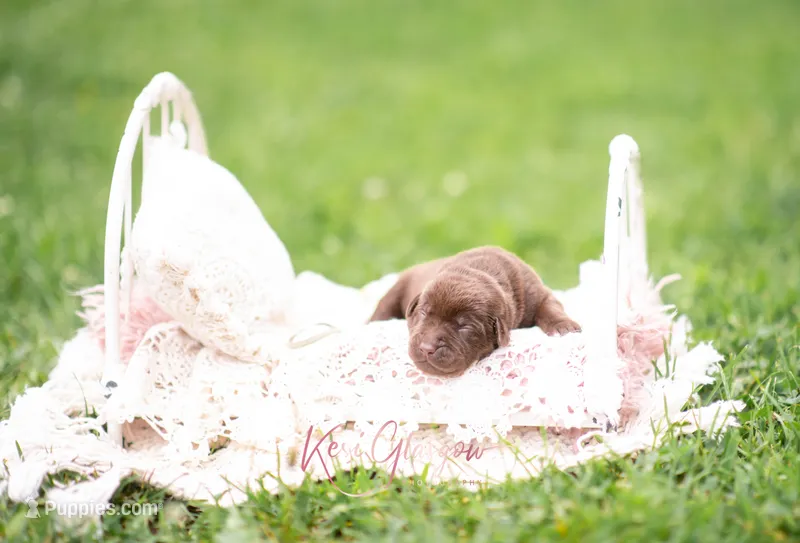 AKC White – Labrador Retriever puppy for sale in Knox City, MO