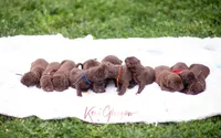 Akc Blue, a male Labrador Retriever for sale in Knox City, MO – 5 of 6