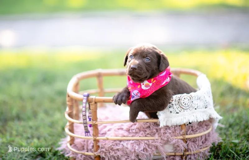 Akc purple  – Labrador Retriever puppy for sale in Knox City, MO