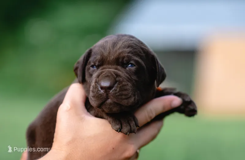 AKC Orange  – Labrador Retriever puppy for sale in Knox City, MO