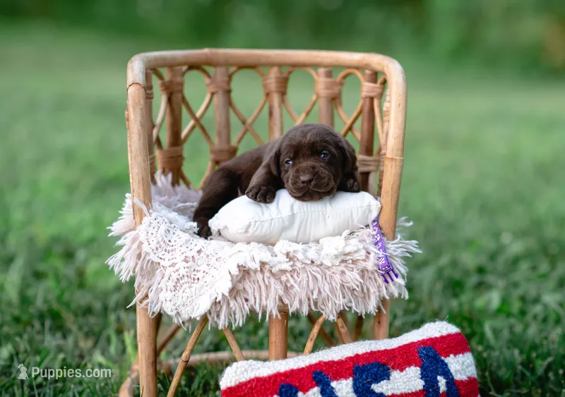 AKC Purple  – Labrador Retriever puppy for sale in Knox City, MO