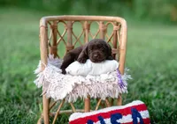 AKC Purple , a female Labrador Retriever for sale in Knox City, MO – 1 of 7