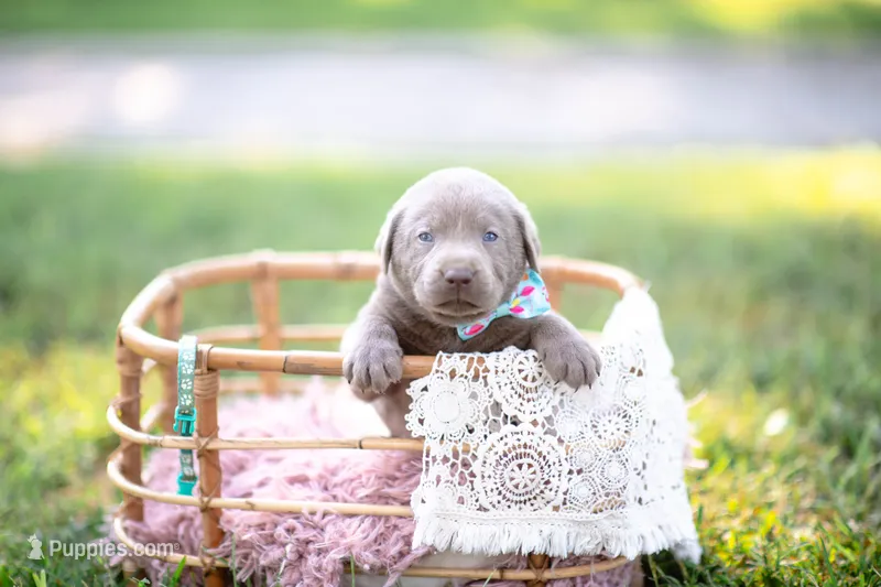 AKC LIGHT BLUE – Labrador Retriever puppy for sale in Knox City, MO