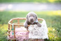 AKC LIGHT BLUE, a male Labrador Retriever for sale in Knox City, MO – 1 of 2