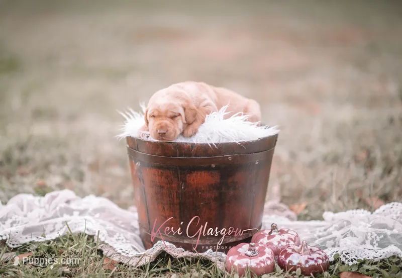 AKC Yellow – Labrador Retriever puppy for sale in Knox City, MO