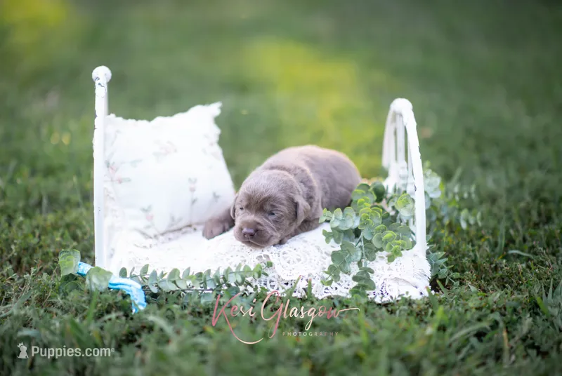 AKC Teal – Labrador Retriever puppy for sale in Knox City, MO