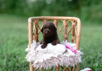 AKC Pink, a female Labrador Retriever for sale in Knox City, MO – 2 of 3