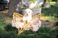 Tator AKC, a male Labrador Retriever for sale in Knox City, MO – 1 of 4